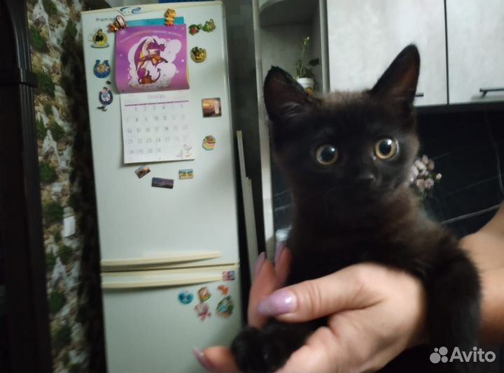 Кошечка 3 месяца