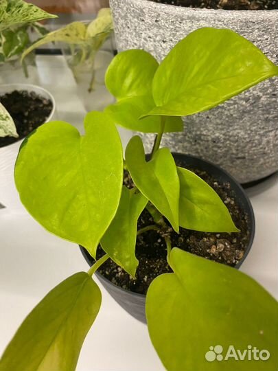 Сциндапсус