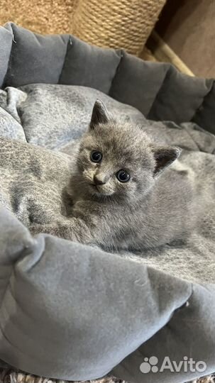 Продам котят