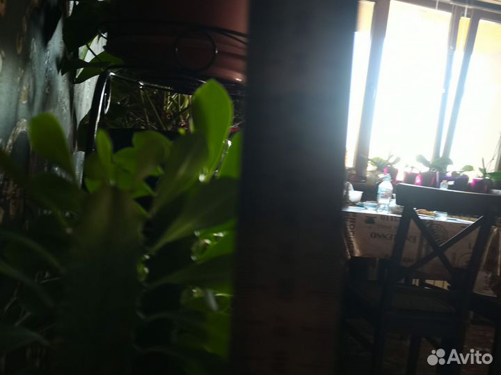 Молочай треугольный