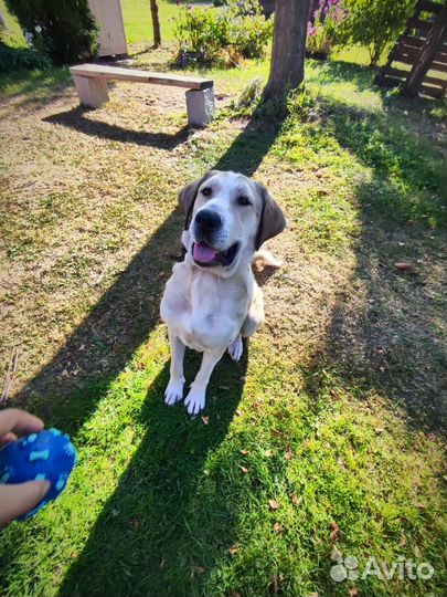 Собака в беде