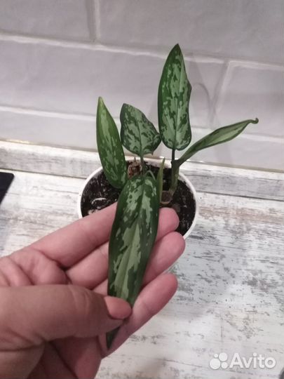 Аглаонема Треба