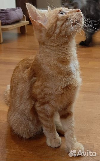 Ярко рыжий котенок мальчик Перчик в дар