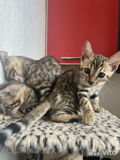 Бенгальские котята