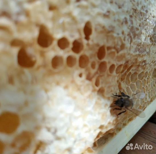 Мед местный, качка хх.08.2023 (доставка)