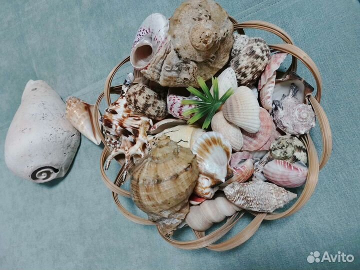 Морские ракушки раковины
