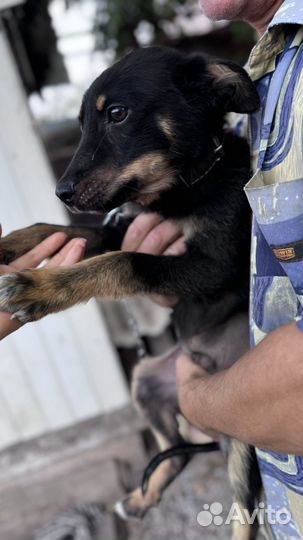 Молодая собачка