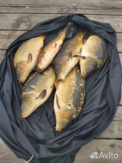 Живая рыба Карп, Белый Амур, Толстолобик