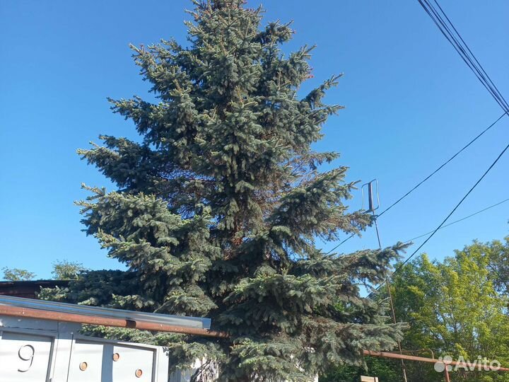 Ель голубая