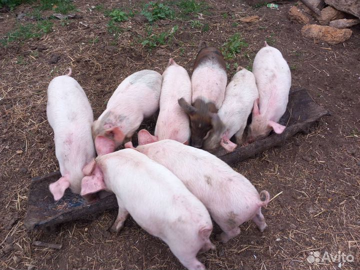 Продаются поросята возраст 1 месяц цена договорная