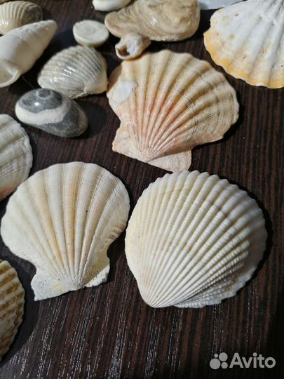 Морские камушки, ракушки