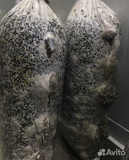 Грибные блоки вешенка