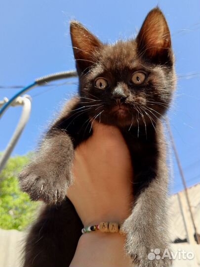 Котята в добрые руки 2 мальчика и 1 девочка