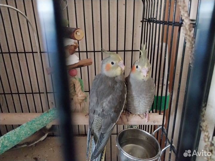 Попугай корелла птенец