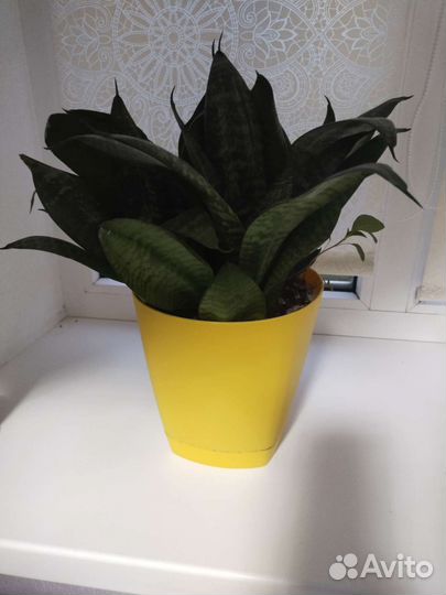 Сансевиерия