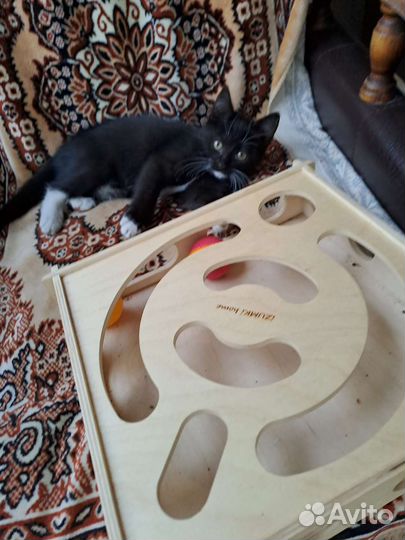3х месячная кошечка