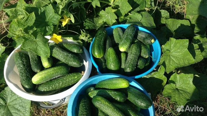 Огурчики свежие, домашние, с огорода