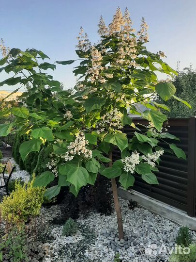 Декоративные лиственные и хвойные растения