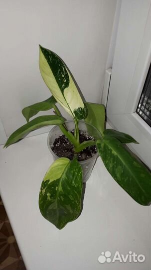 Филодендроны