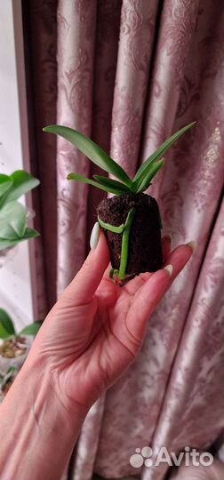 Орхидея фаленопсис подросток