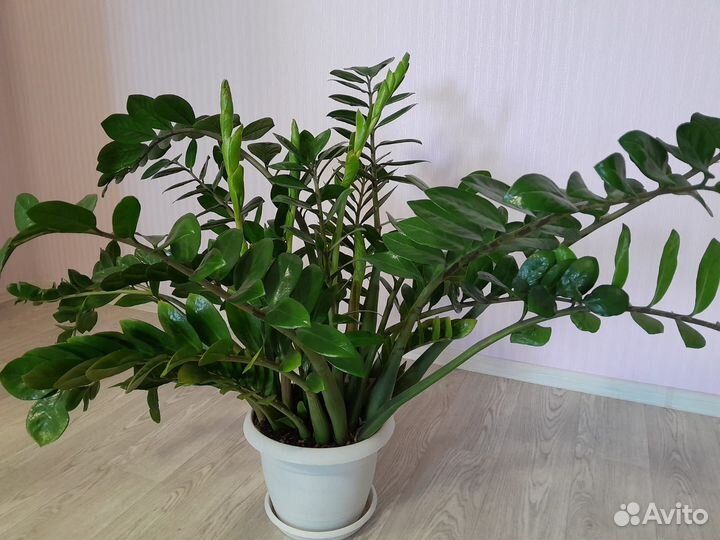 Замиокулькас