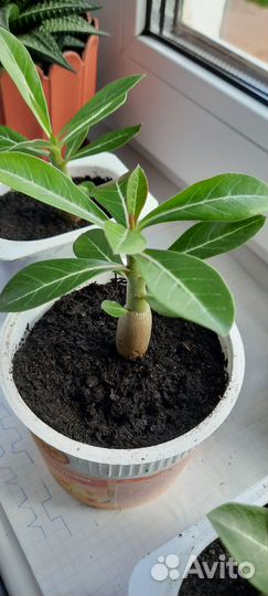 Комнатное растение Адениум или Роза пустыни