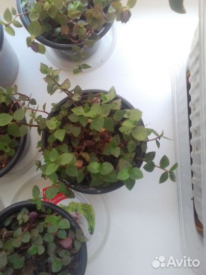 Каллизия ползучая