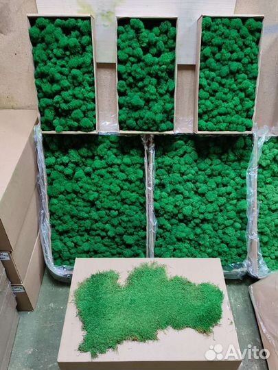 Мох стабилизированный от производителя