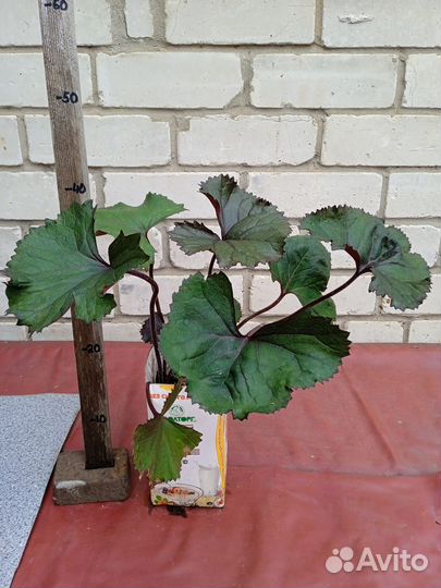 Монарда. Астильба. Адонис. Бузульник