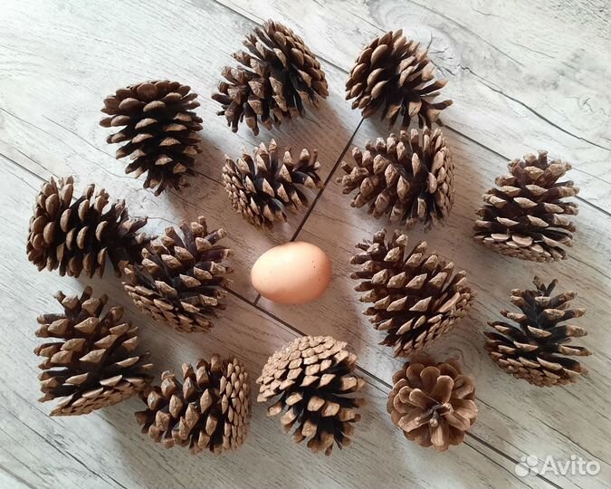 Шишки крымской сосны. Принимаю заказы