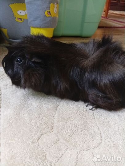 Морская свинка