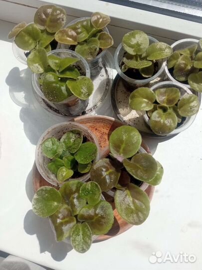 Фиалка сенполия ек-Богиня Венера