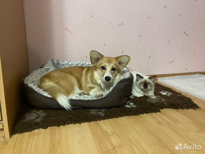 Передержка домашних животных