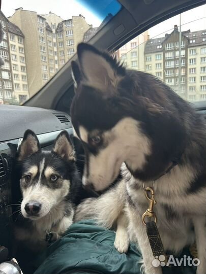 Передержка собак