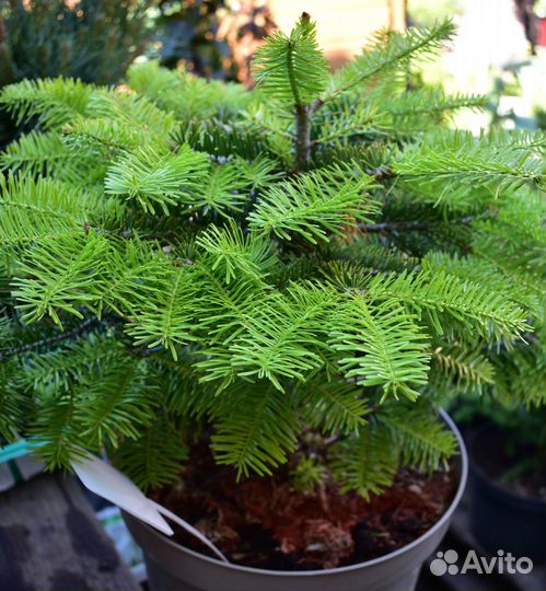 Пихта корейская Молли