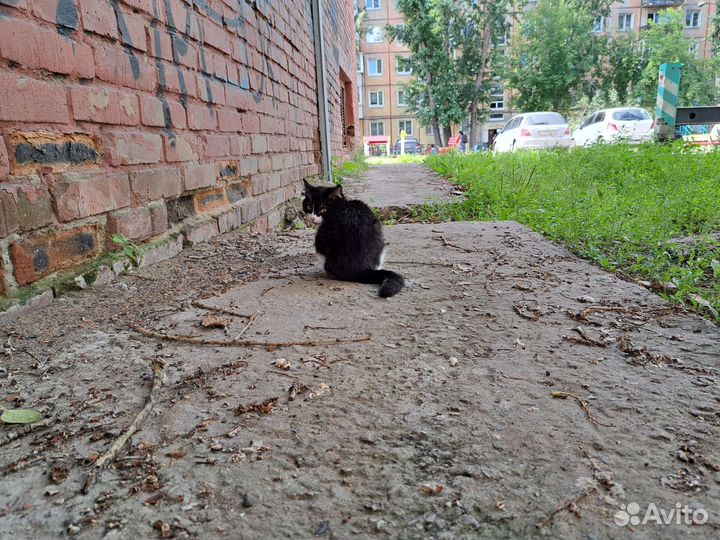 Котёнок
