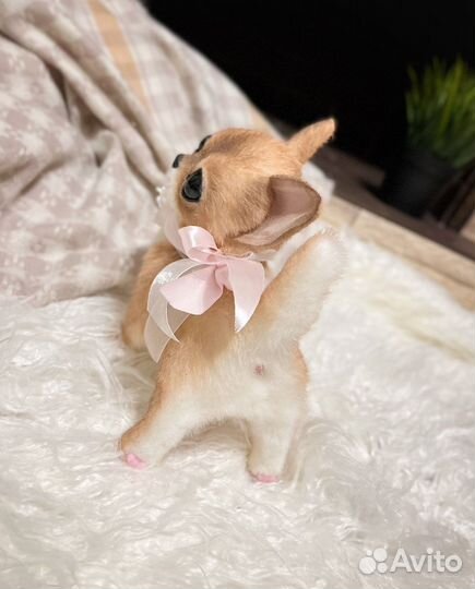 Щенок чихуахуа.Куки