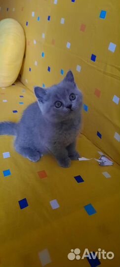 Шотландские котята