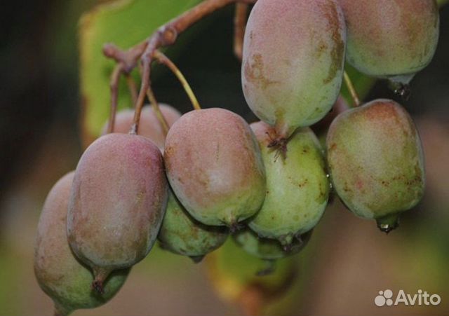 Актинидия зимующая 6 сортов-киви в горшках