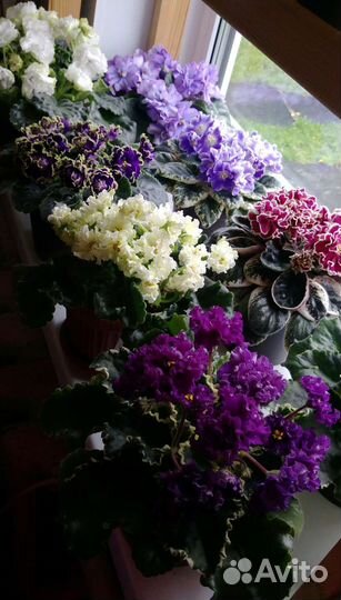 Набор из 7-ми деток сортовых фиалок