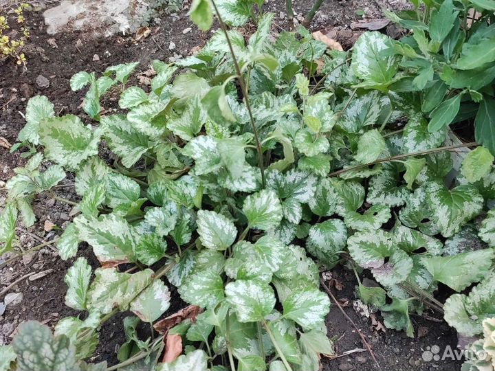 Ромашка садовая крупная. Гортензия розовая