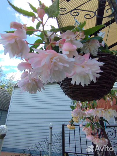 Бегония кустовая, полуампельная