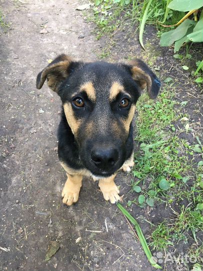 Маленькая собака в добрые руки бесплатно