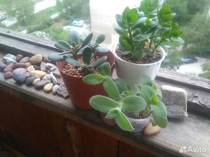 Набор традисканция силламантана,каланхоэ,толстянка