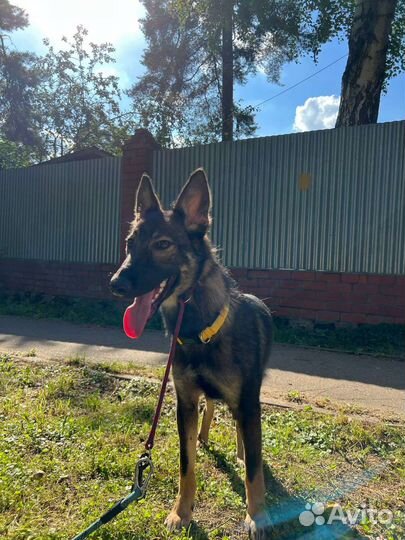 Метис овчарки девочка