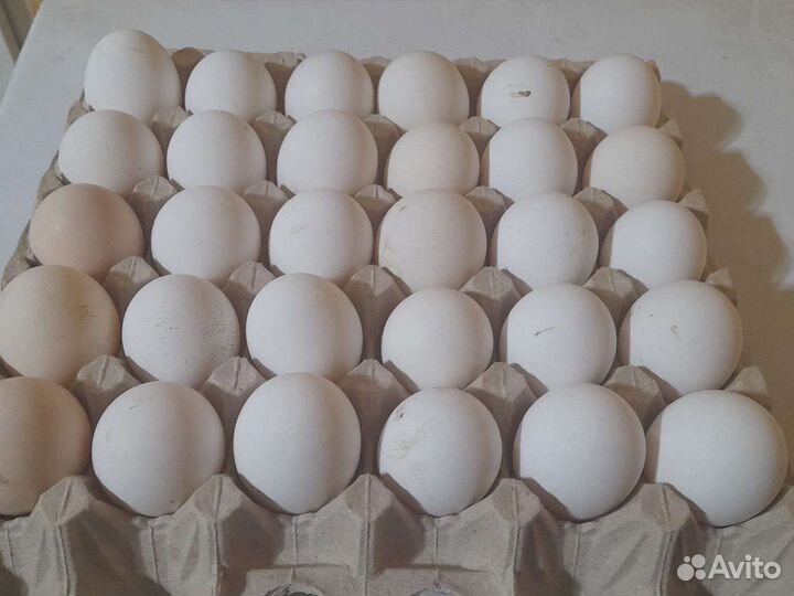 Инкубационное яйцо леггорн