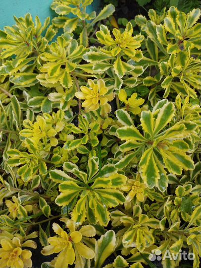 Растения для сада