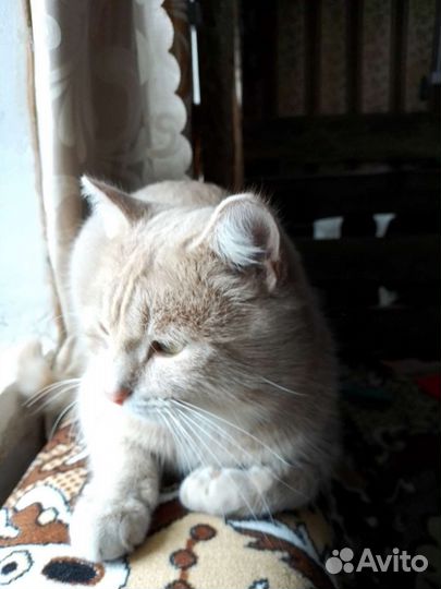 Кот ищет невесту