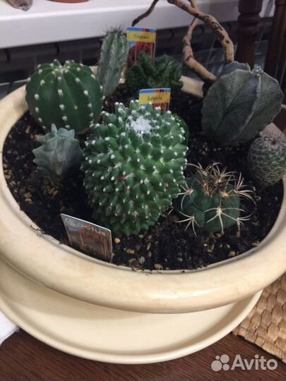 Кактусы. Садик из кактусов