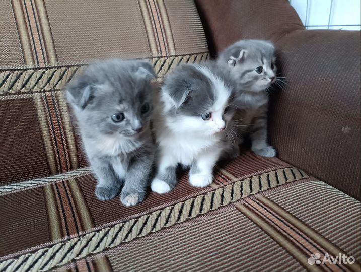 Британские вислоухие котята